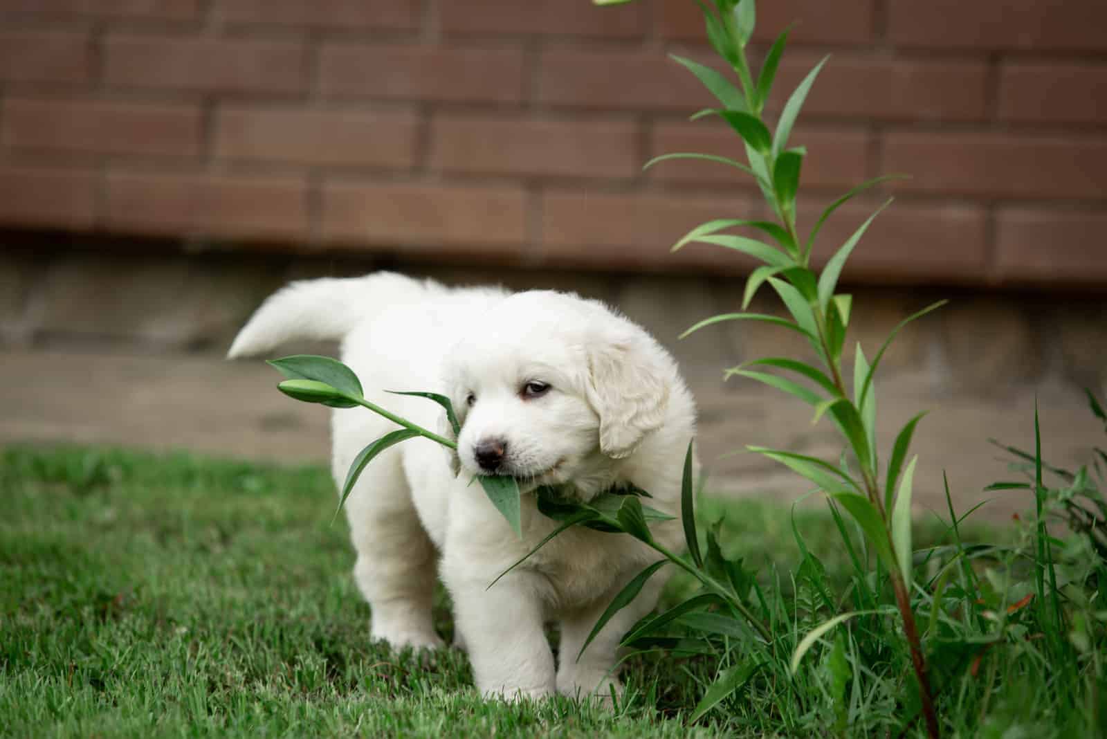 Why Do Dogs Eat Grass? Does Eating Grass Make Dogs Sick?