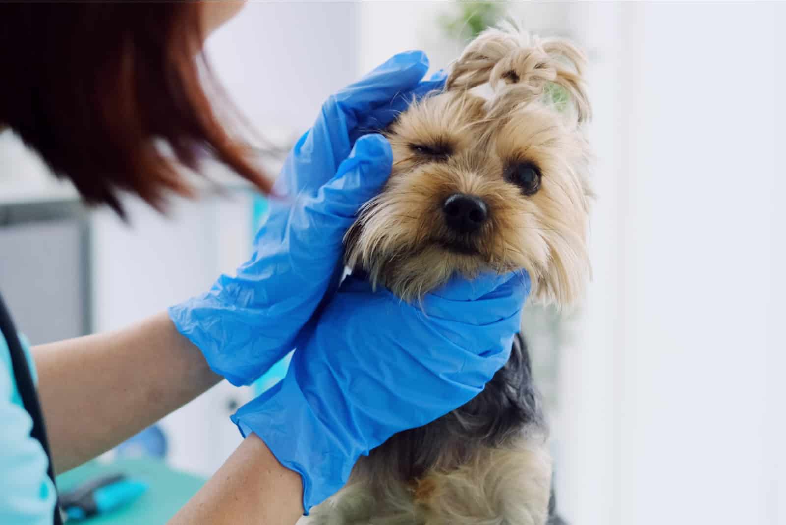 Woman vet examining yorkshire terrier