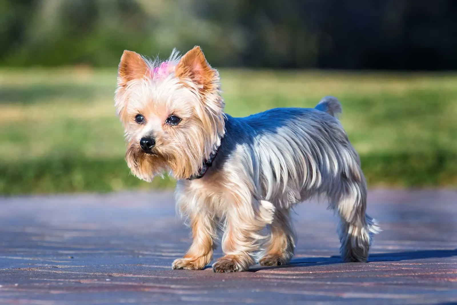 Yorkie dog standing outdoors in sun