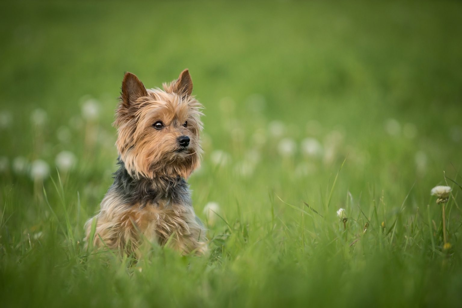 How Much Do Yorkies Cost? Yorkshire Terrier Costs Explained