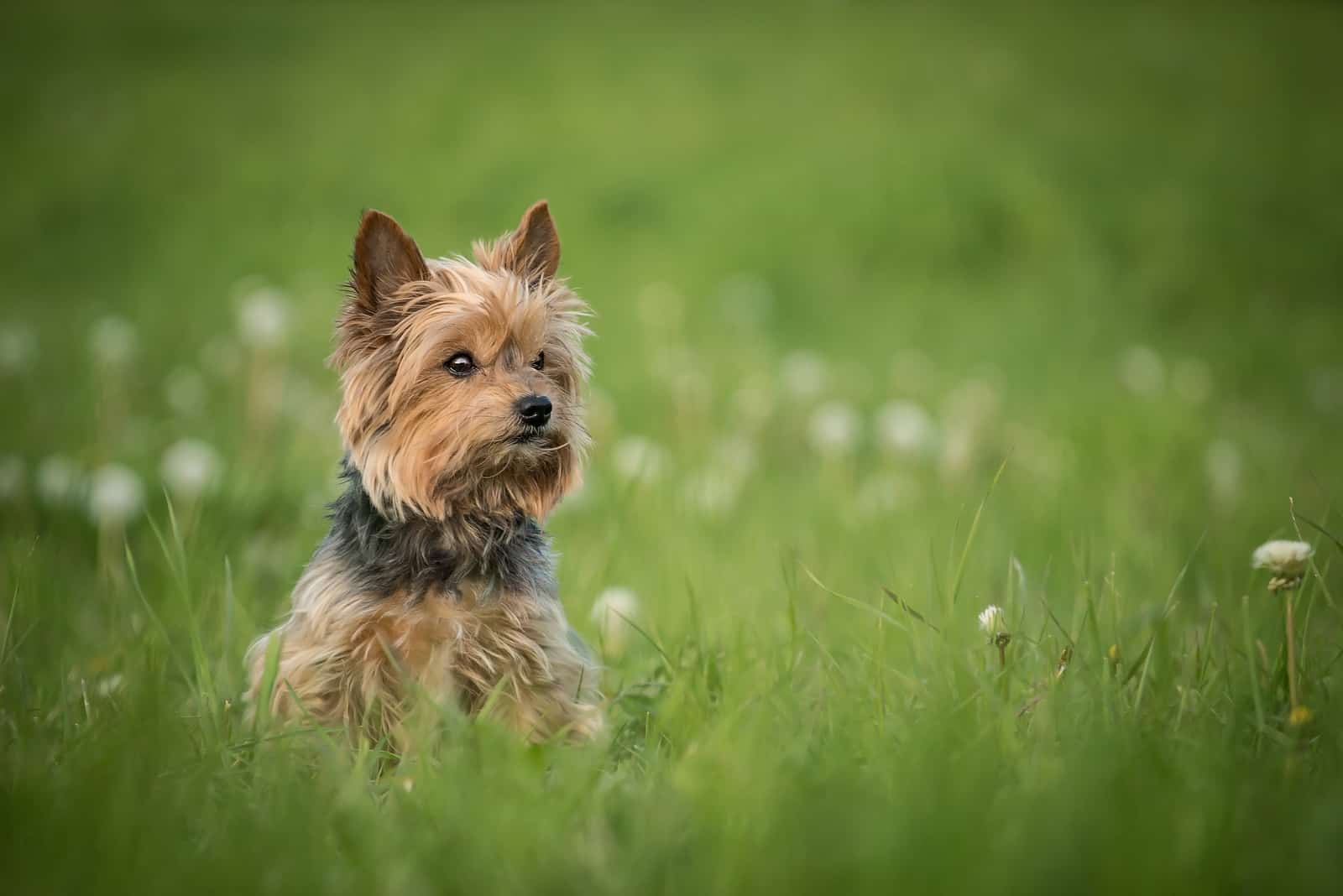 Yorkshire Terrier Sitting In Green Grass