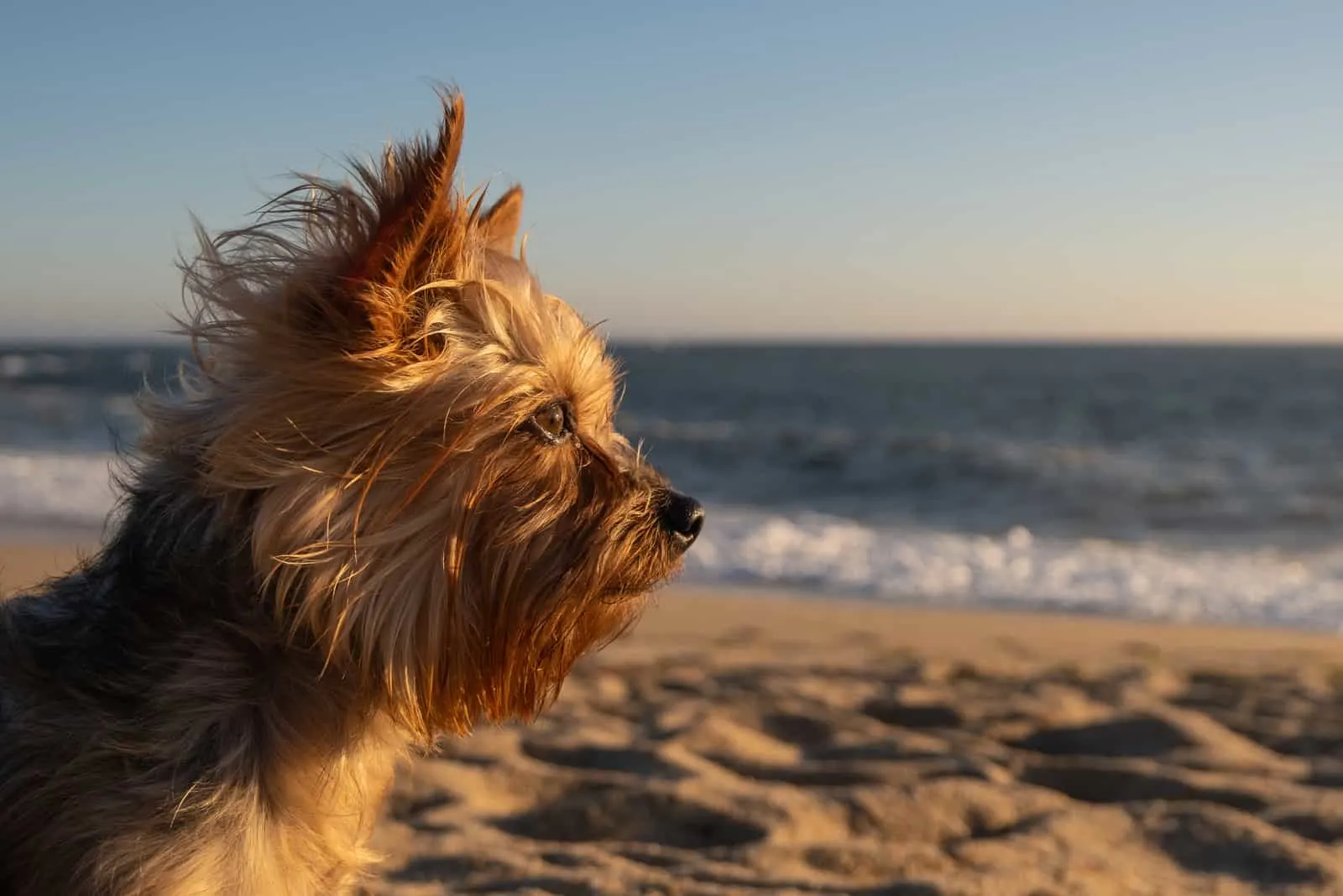 Yorkshire Terrier dog on beach