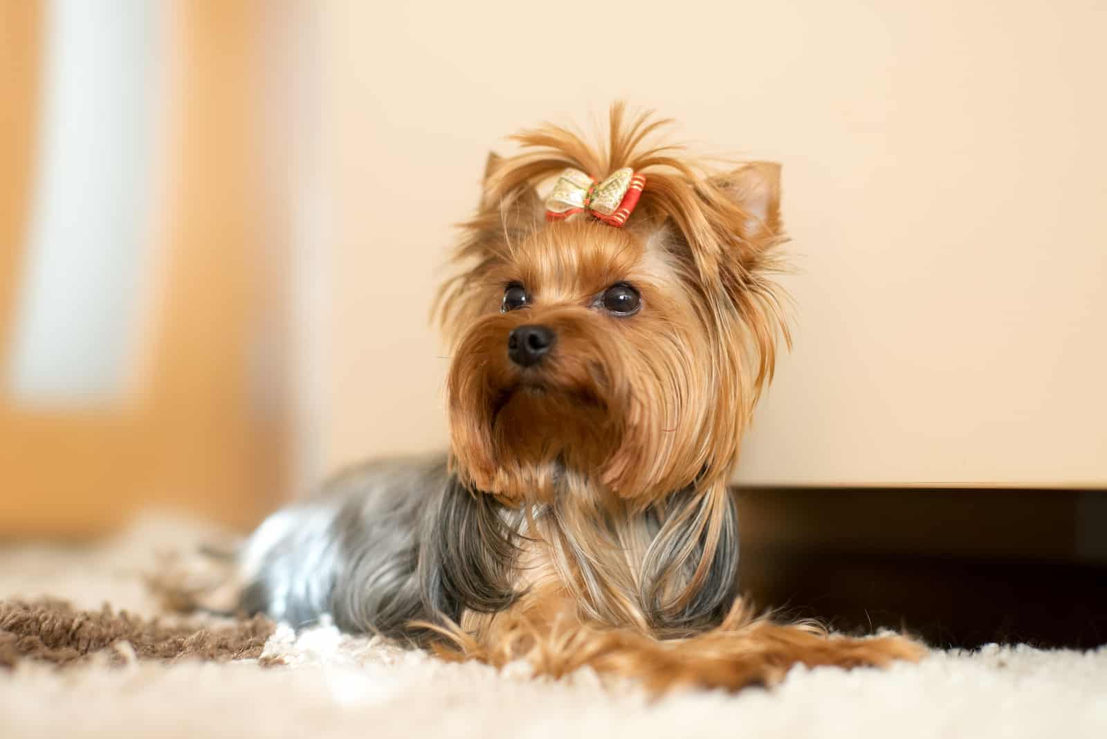 The Yorkshire terrier lies on a shaggy mat on the floor of the room
