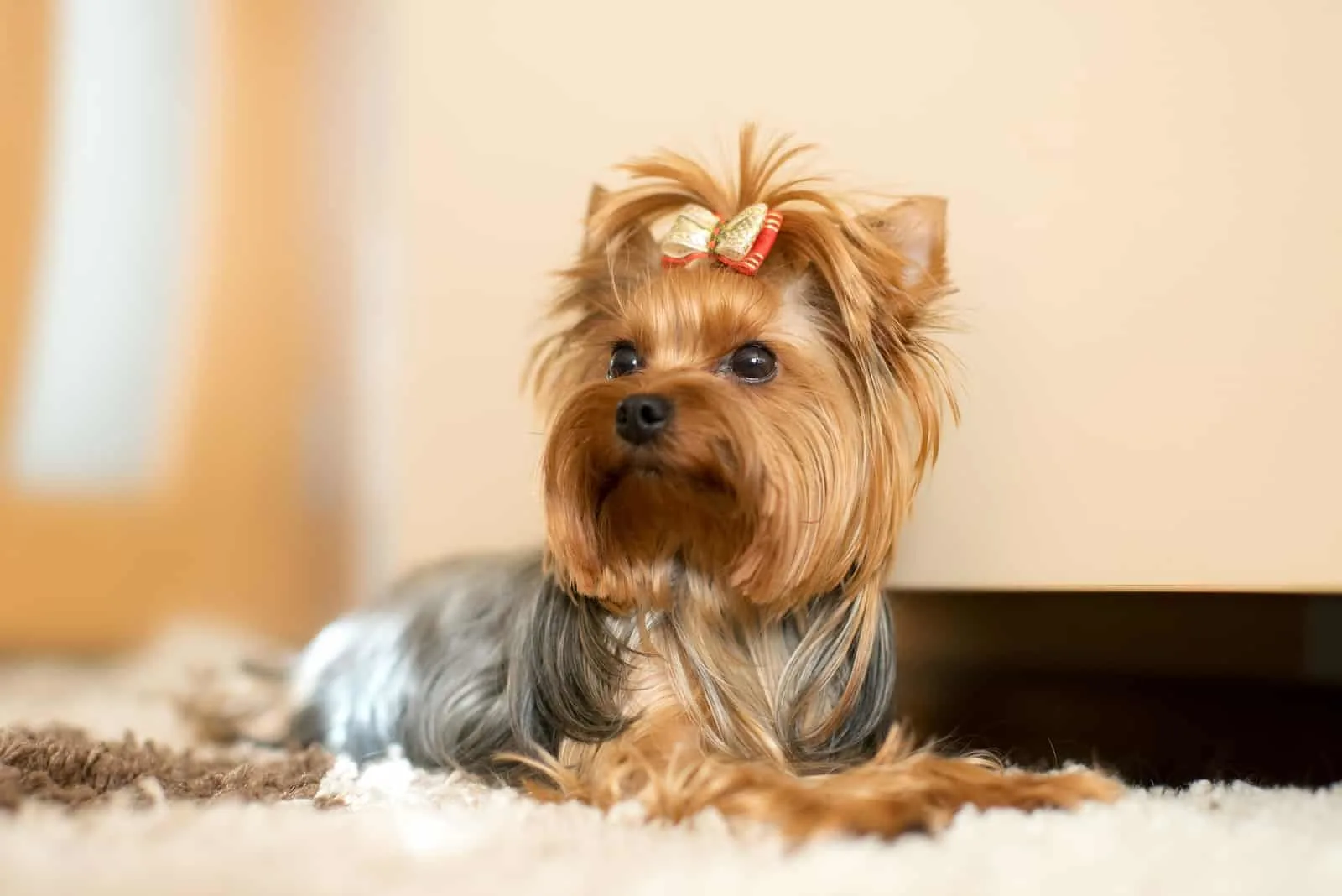 The Yorkshire terrier lies on a shaggy mat on the floor of the room