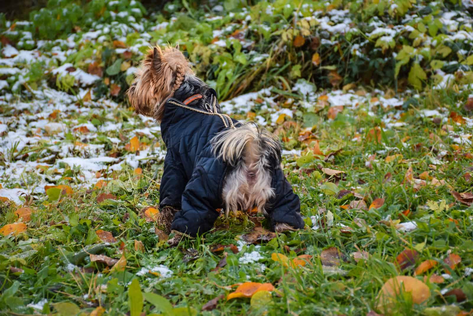 Yorkshire terrier urinates