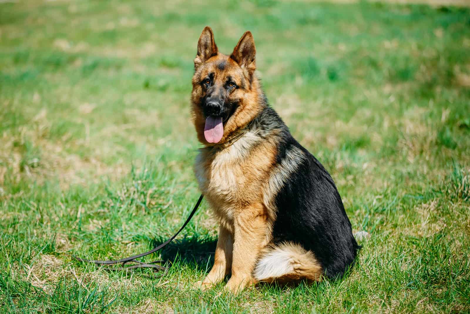 How Much Do German Shepherds Cost German Shepherd Price And Expenses
