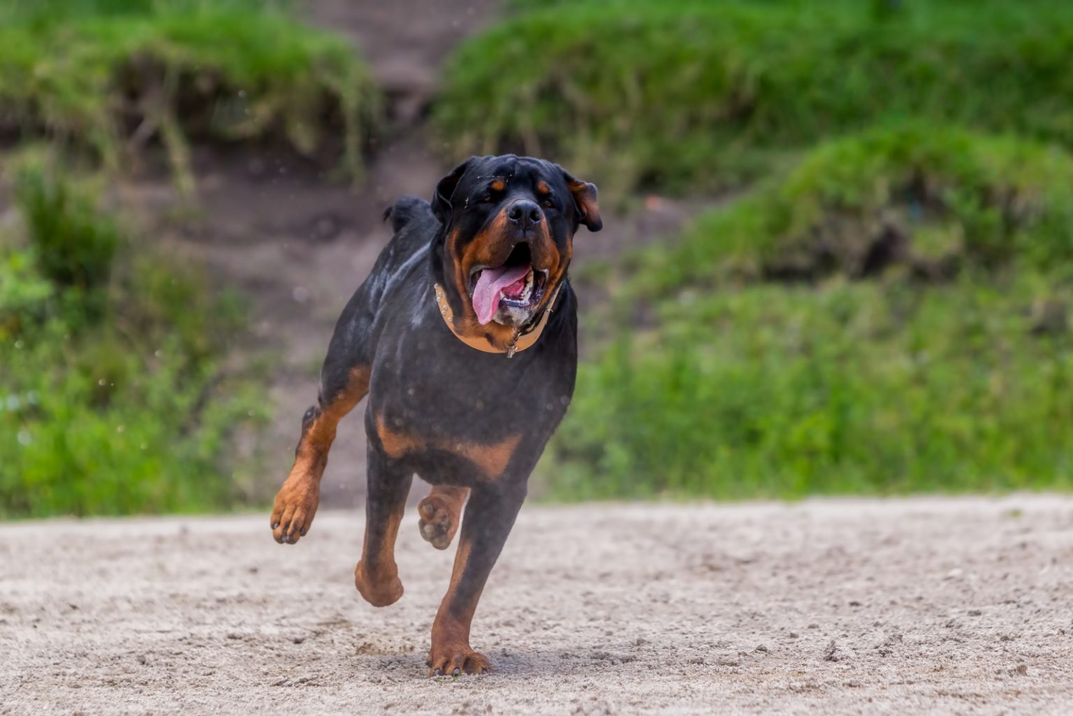 Are Rottweilers Good With Kids? Everything You Need To Know