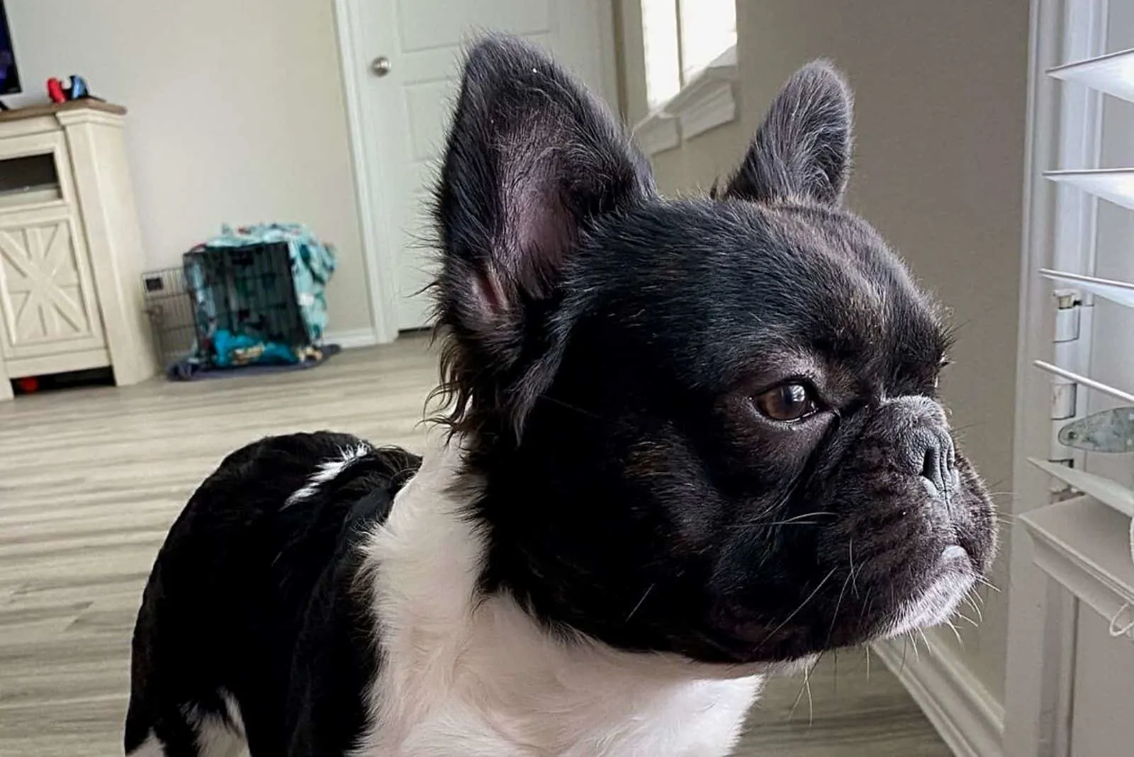 a French bulldog puppy stands and watches something