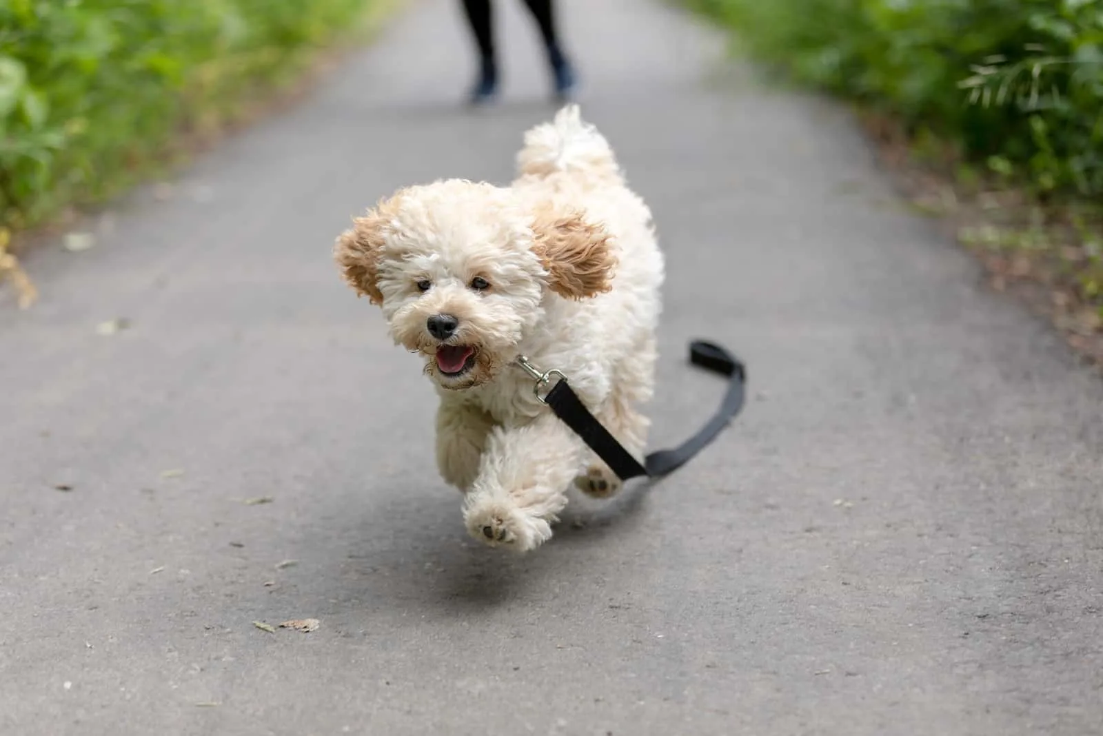 a Maltipoo dog with a leash runs down the road