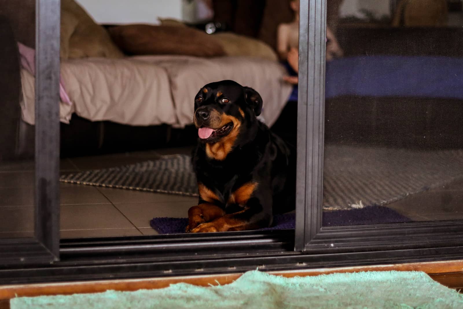 a Rottweiler dog lies in the house by the door and watches the yard