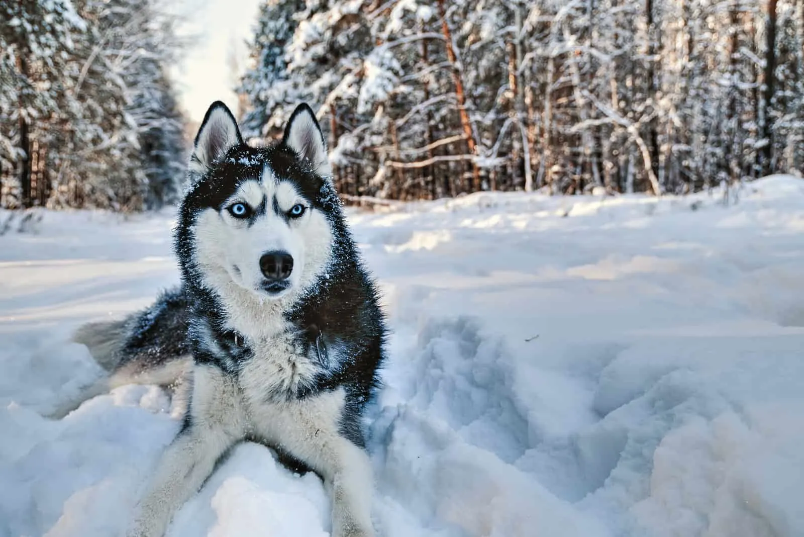 a Siberian Husky dog with blue eyes lies in the snow