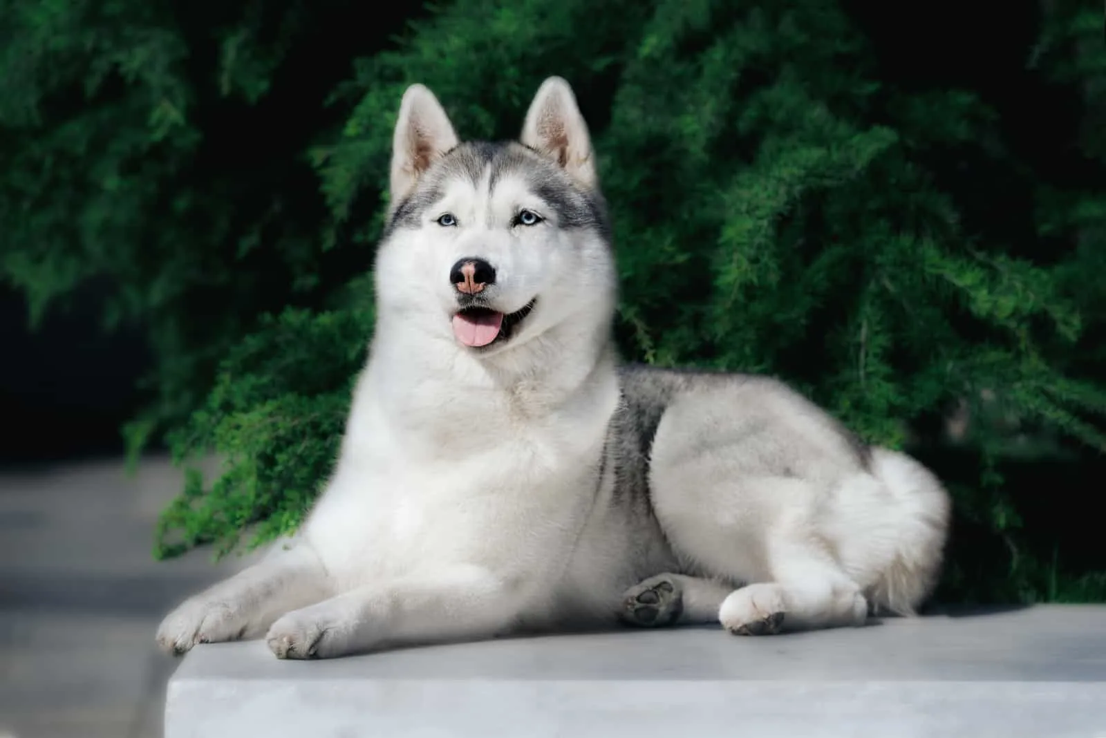 a Siberian Husky dog with blue eyes lies on a marble slab