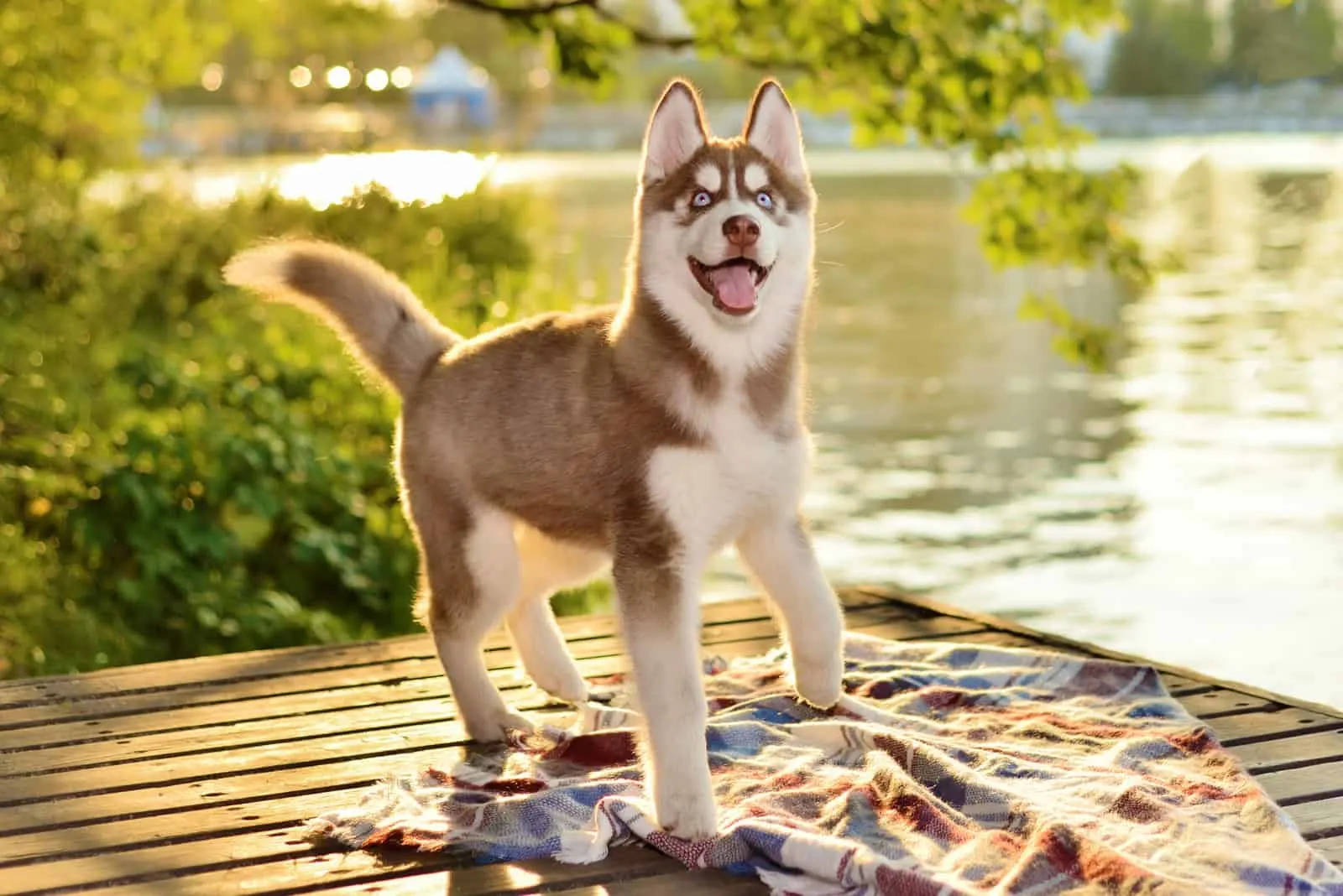 a adorable brown husky puppy stands on the lake dock