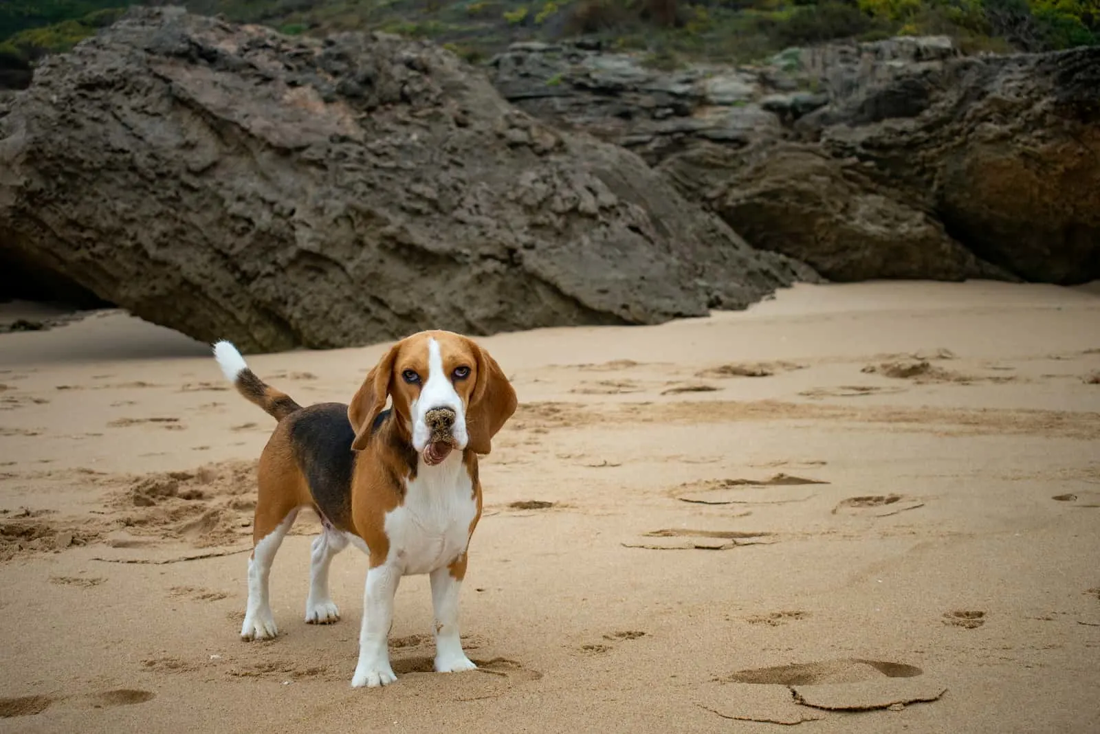 a beagle dog stands on a sandy beach