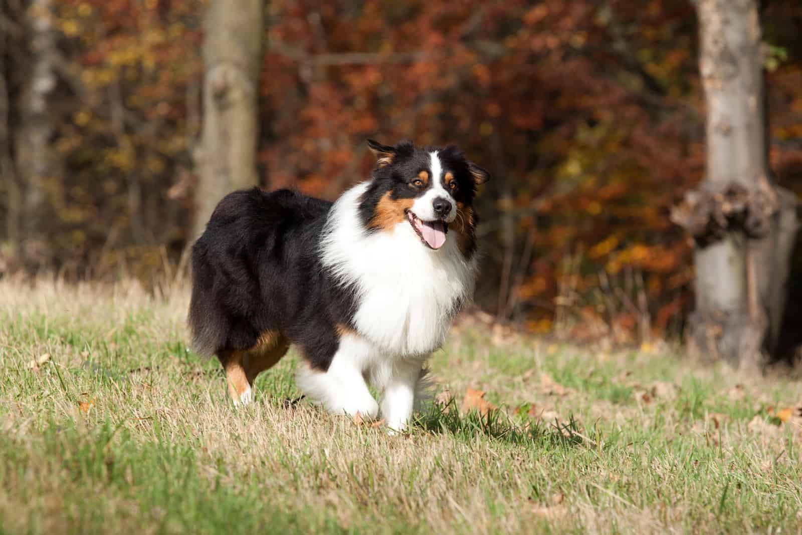 a beautiful Australian Shepherd runs across a meadow