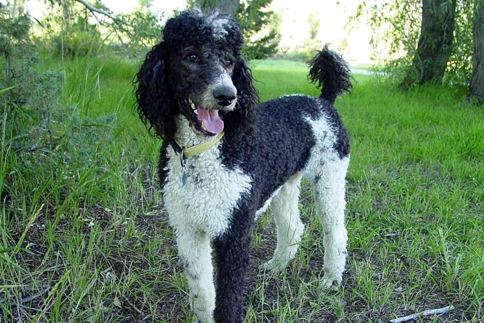 a beautiful Parti Poodle stands in the woods