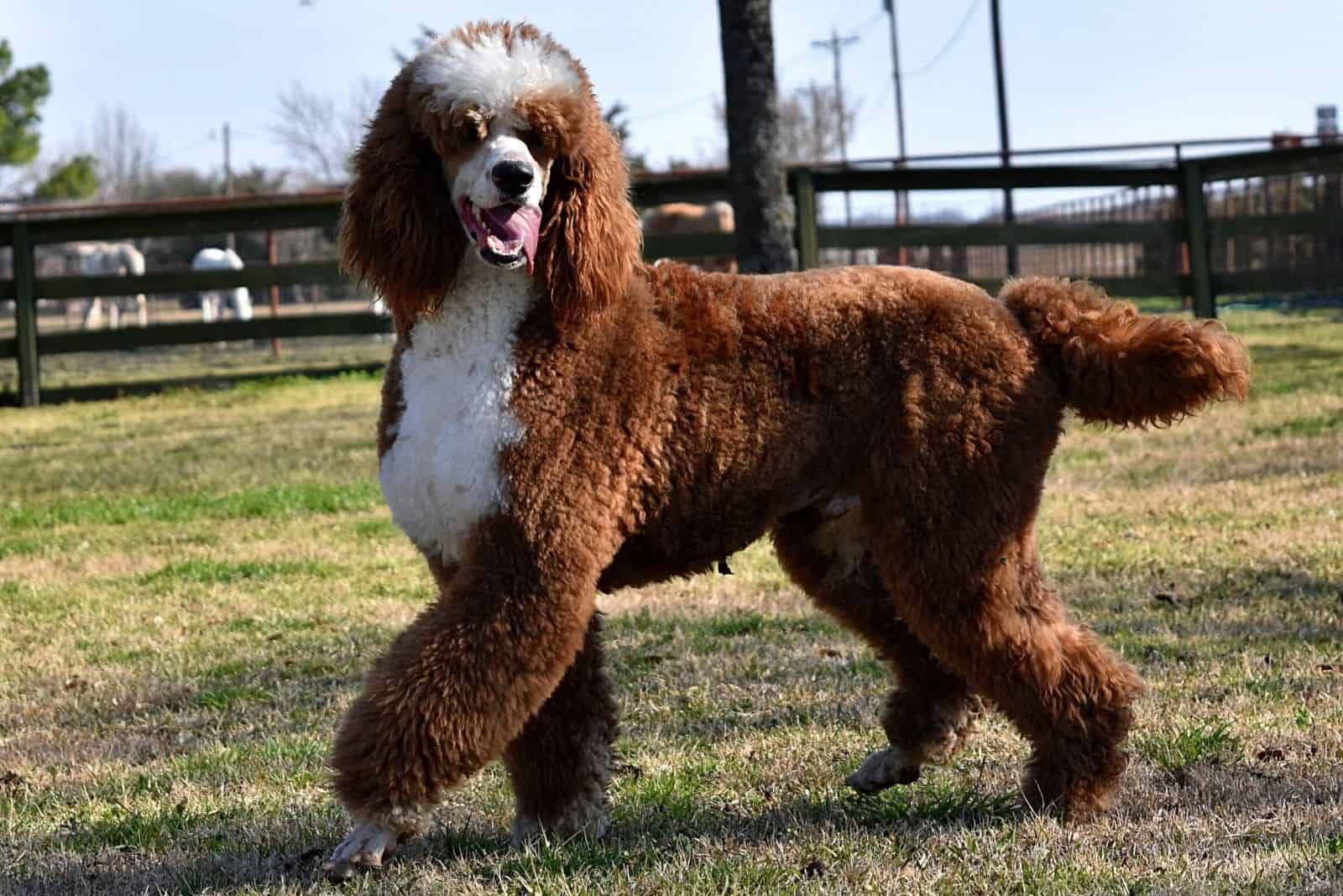 a beautiful Parti Poodle stands on the grass