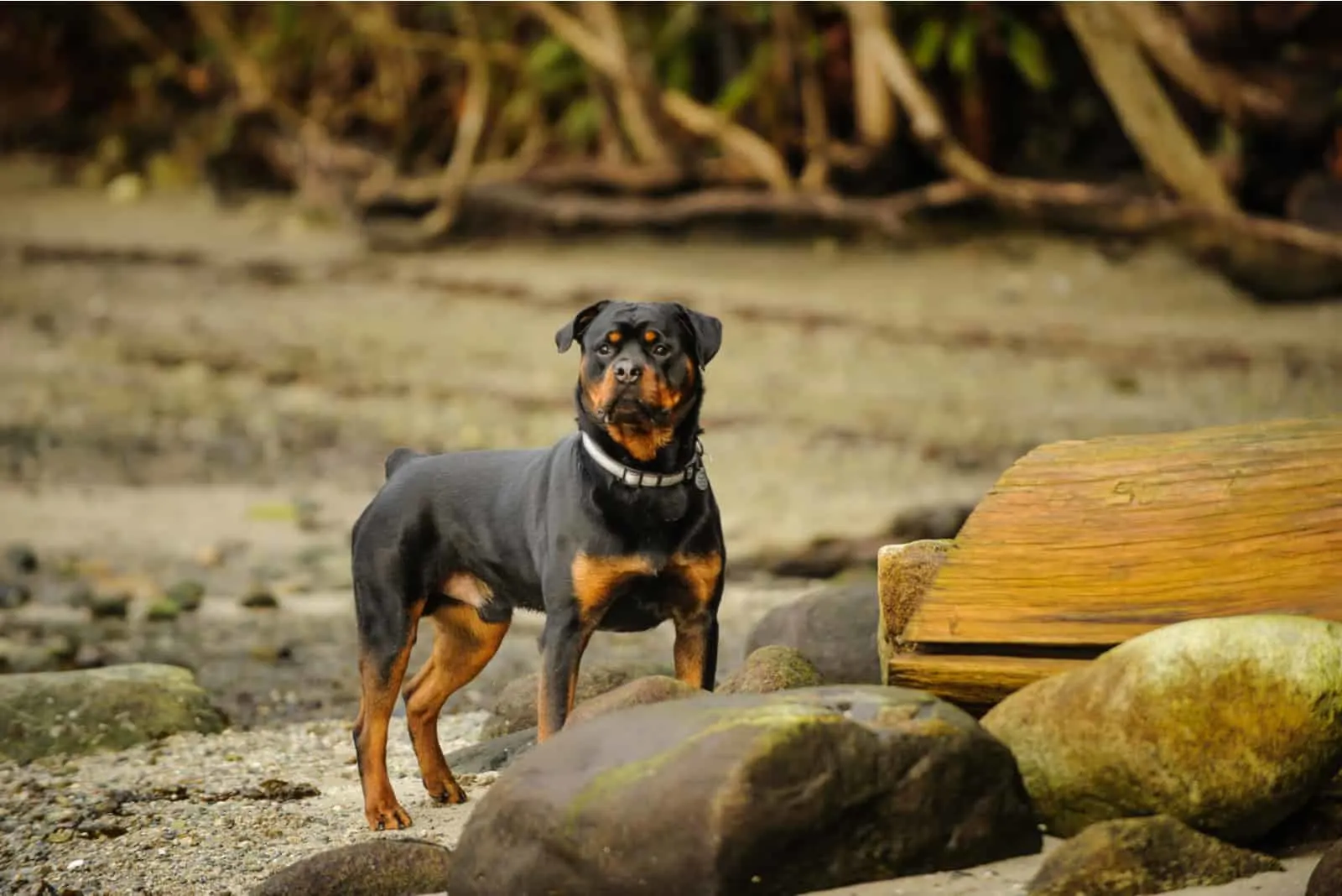 a beautiful Rottweiler stands on a rocky shore