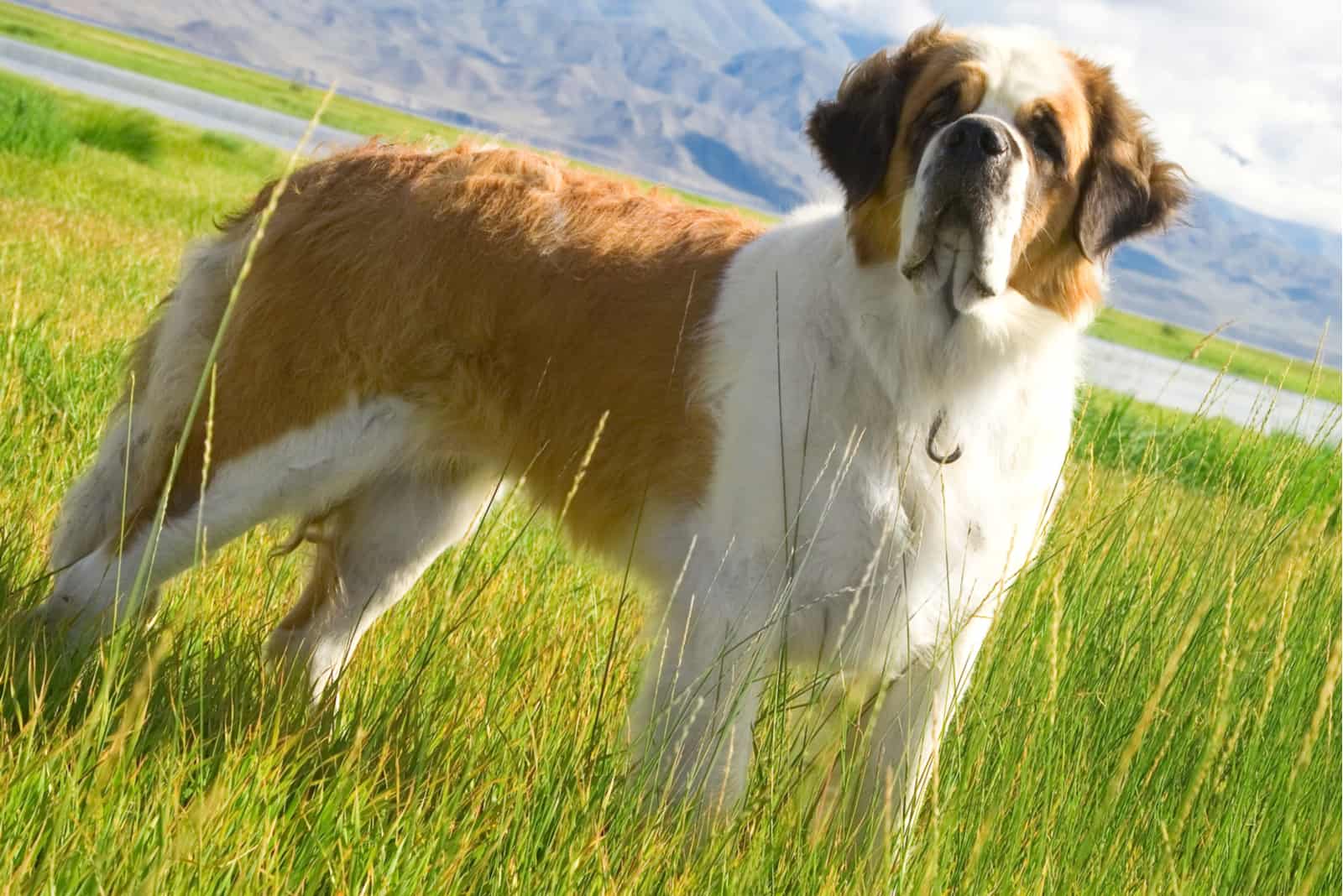 a beautiful Saint Bernard dog standing in the grass