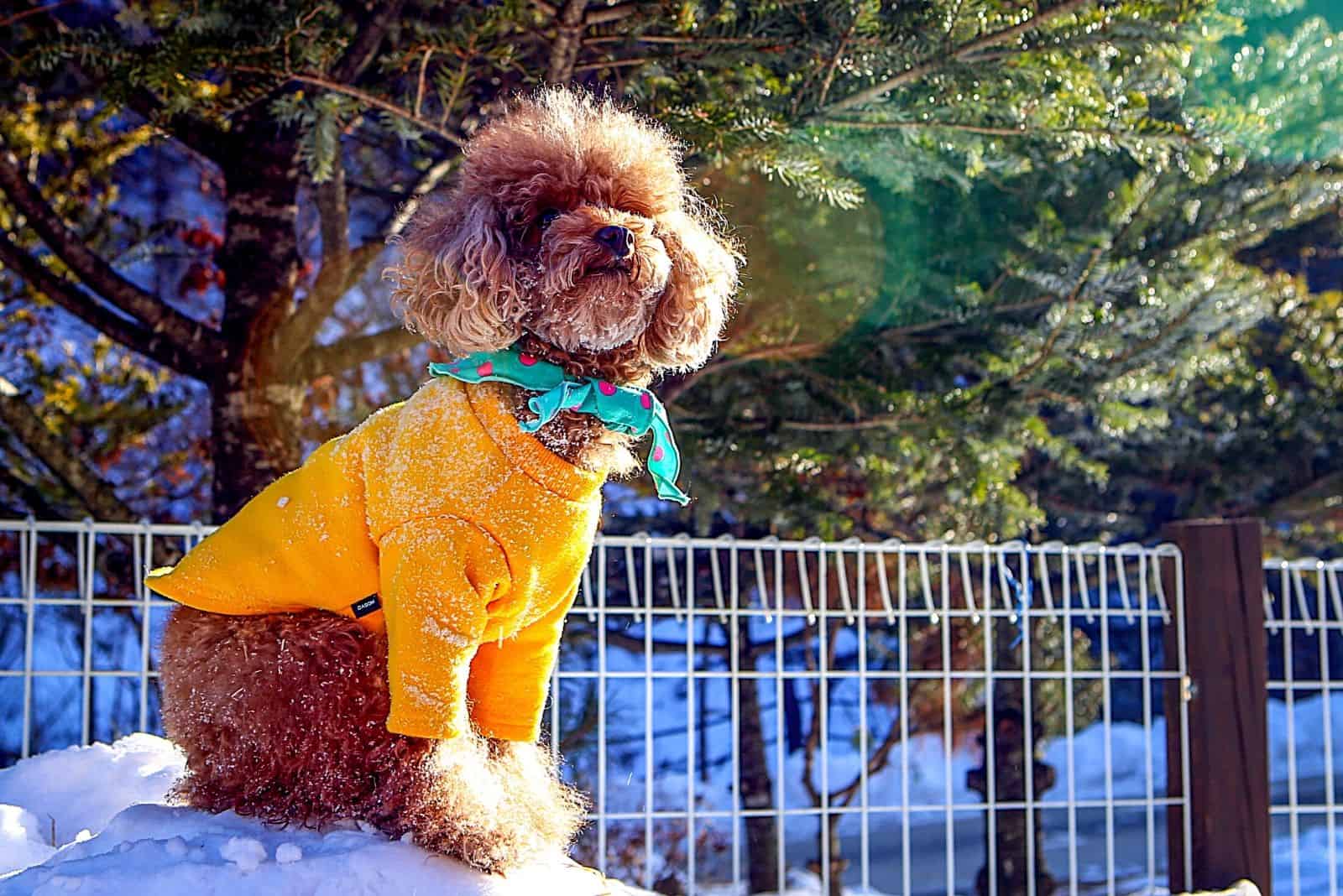 a beautiful brown poodle with a yellow jacket sits in the snow