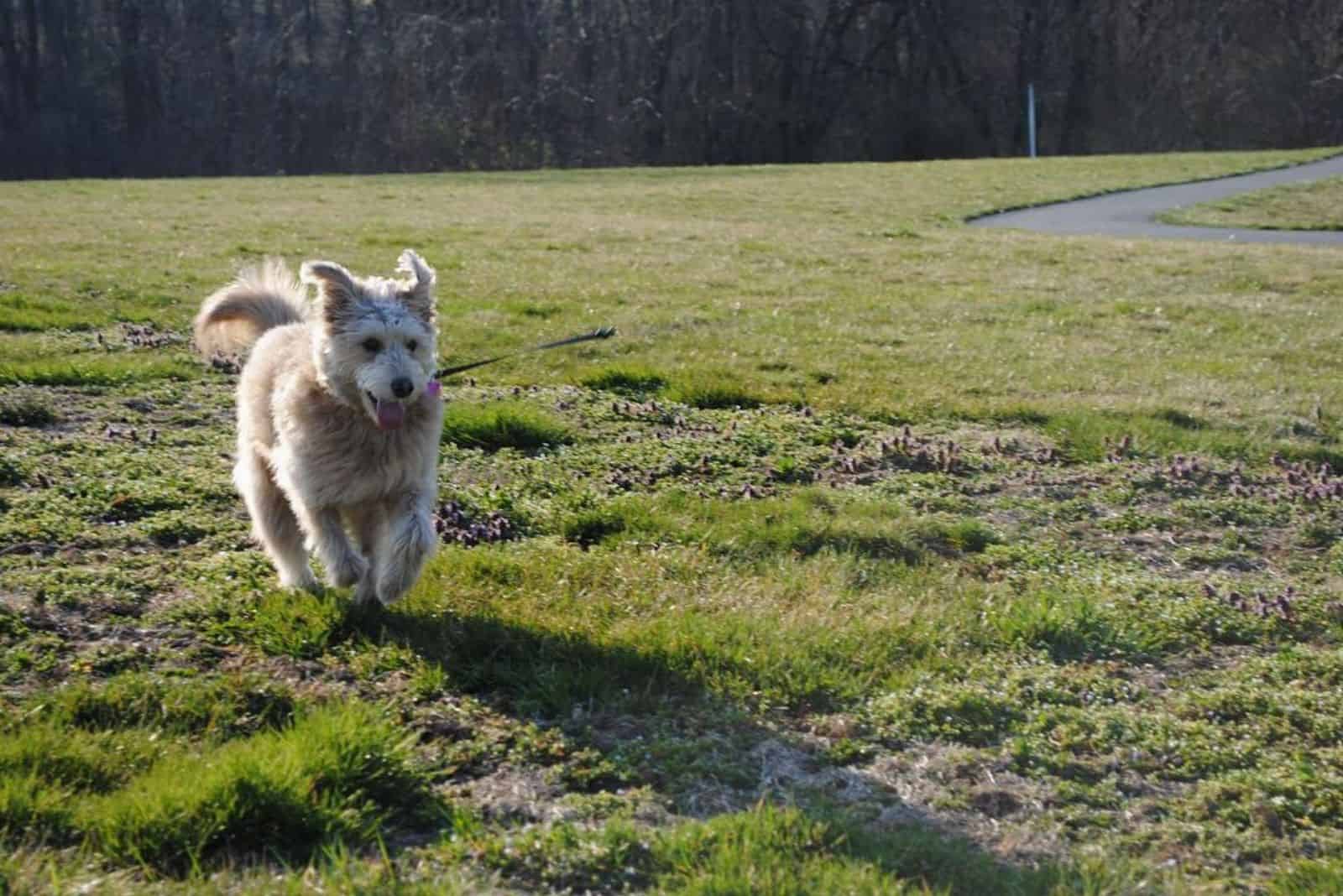 a beautiful crossbreed dog runs across the field
