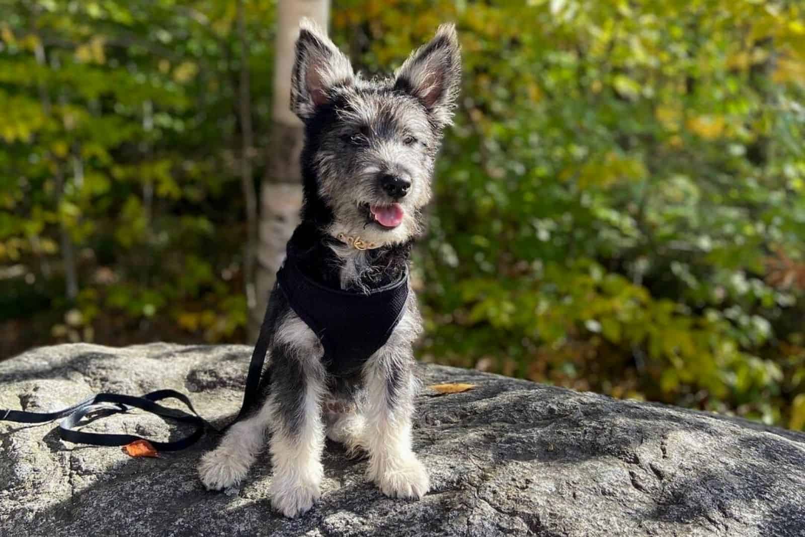 a beautiful crossbreed dog sitting on a rock in nature