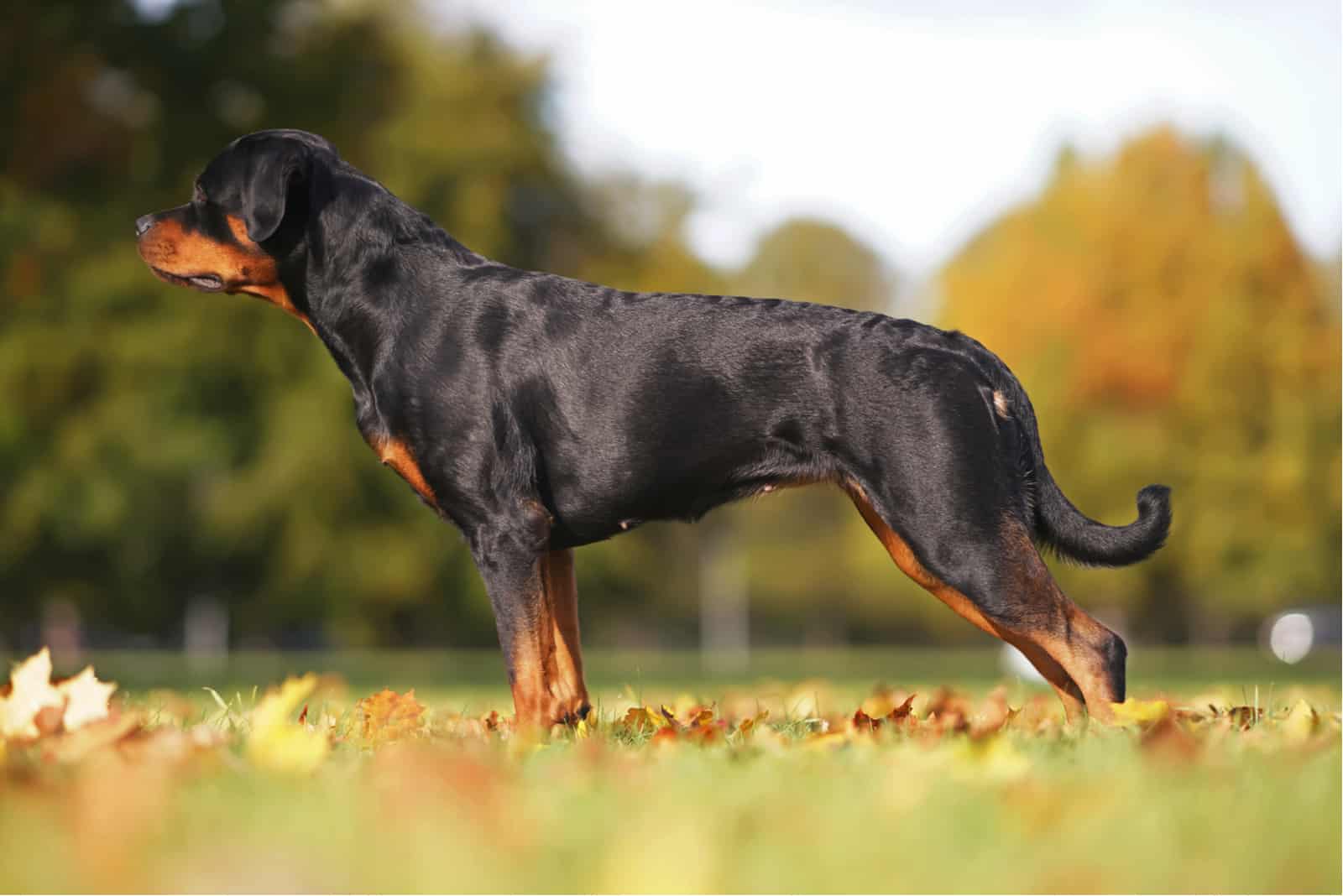 a beautiful female Rottweiler stands in the park
