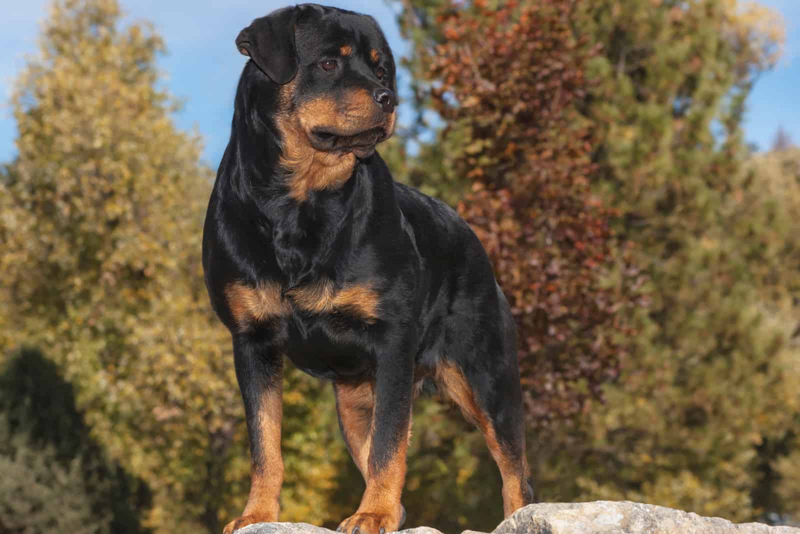 a beautiful female Rottweiler stands on a rock