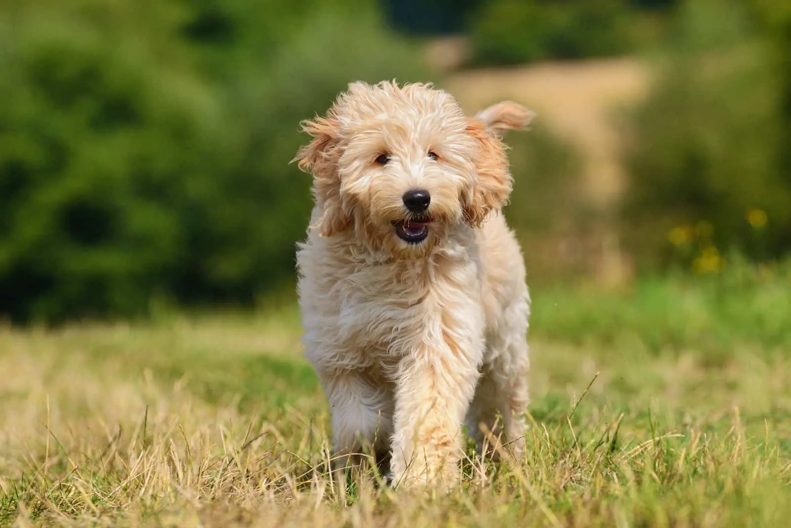 a beautiful goldendoodle dog walks on the grass