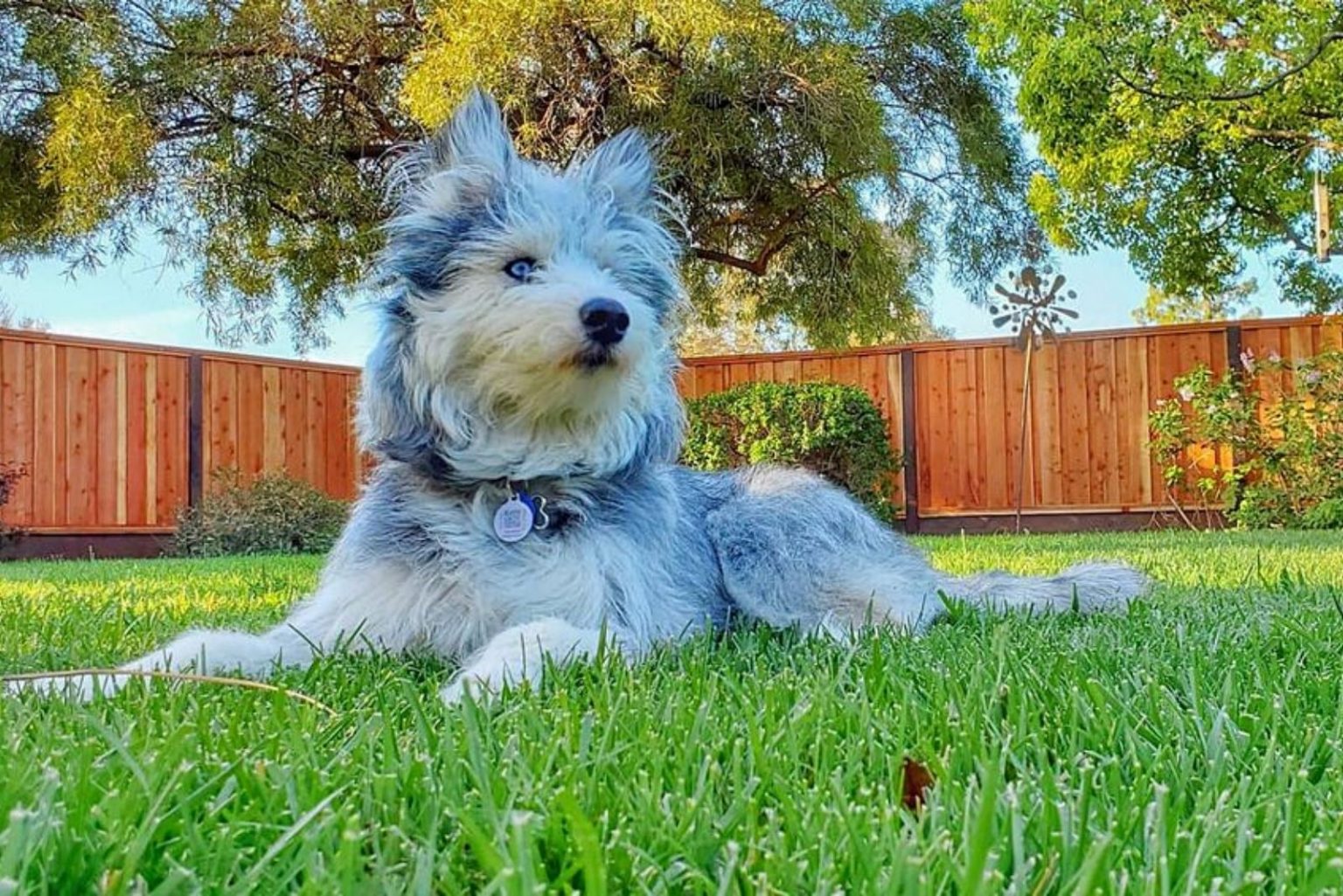 Husky Poodle Mix What To Know Before Getting A Poosky describe-a-piece-of-art-you-like-ielts-cue-card-ielts