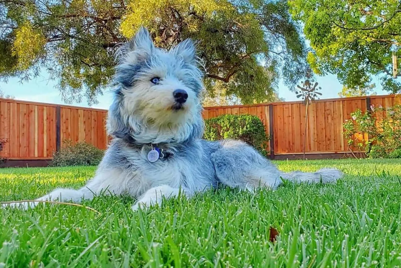 a beautiful mixed breed dog lies in the grass