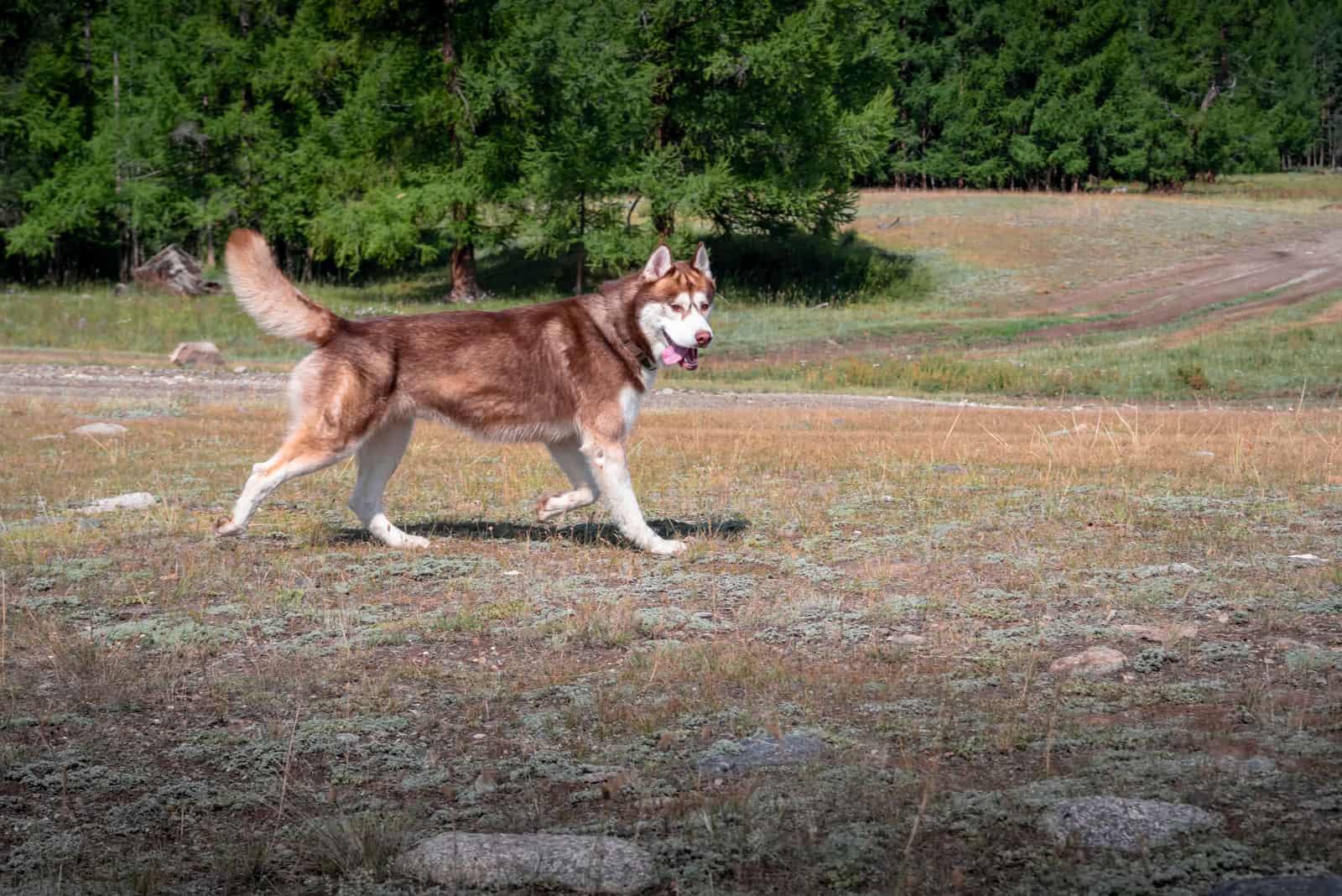 a beautiful muscular brown husky running across a meadow