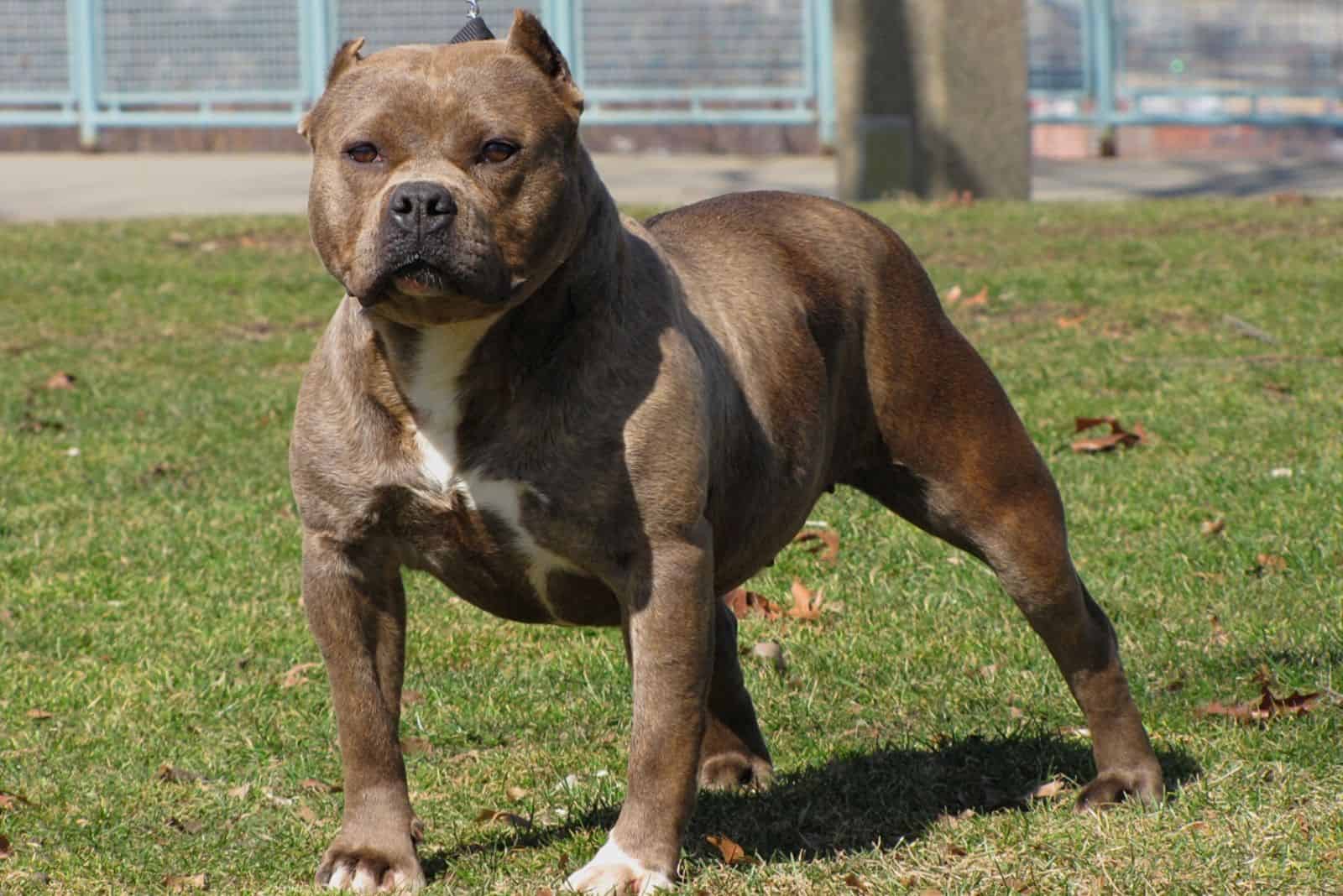a beautiful pit bull stands on the grass