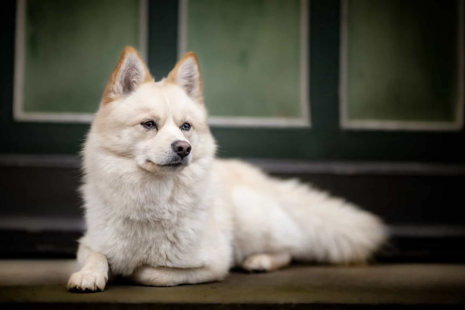 a beautiful pomsky dog is lying outside and watching something