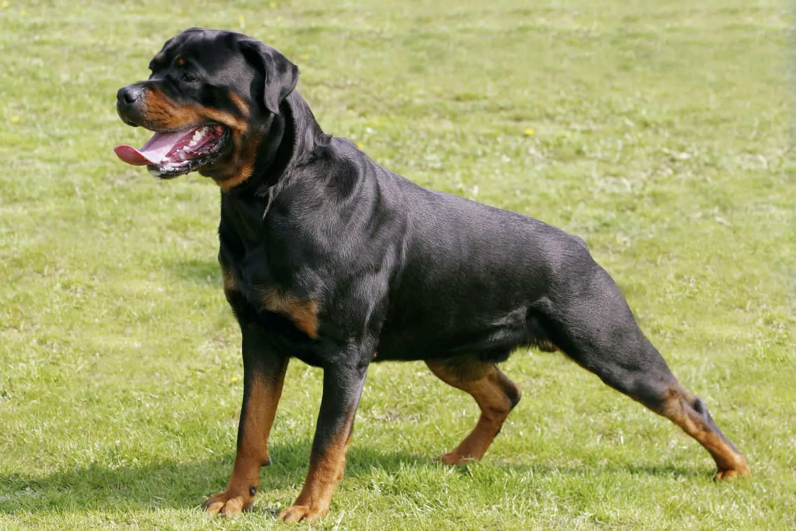 a beautiful purebred Rottweiler stands in a meadow