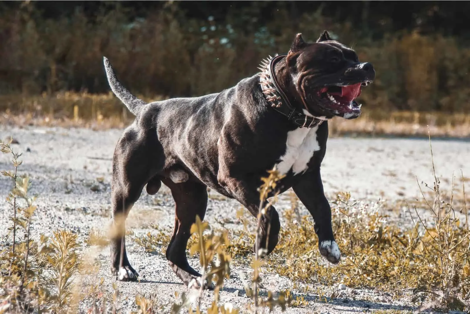 a big black pitbull runs across the field