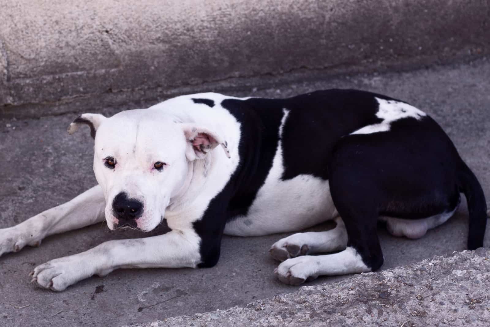 a black and white Pitbull lies on the concrete