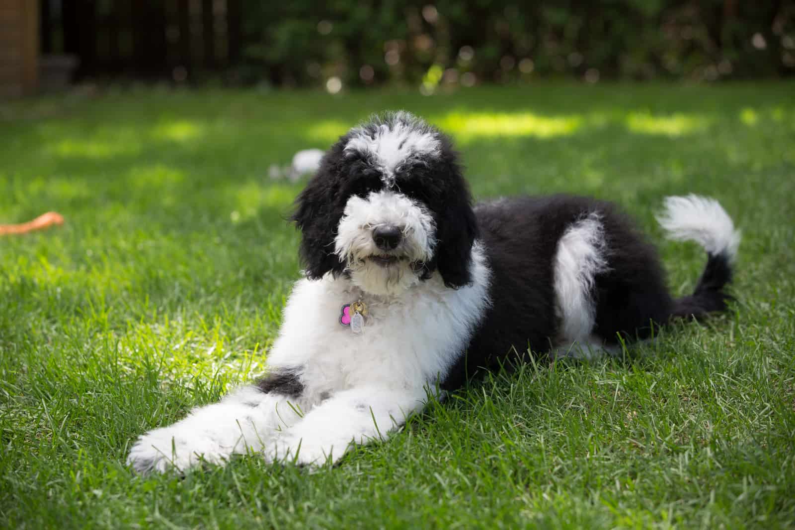 a black and white Sheepadoodle dog lies on the grass
