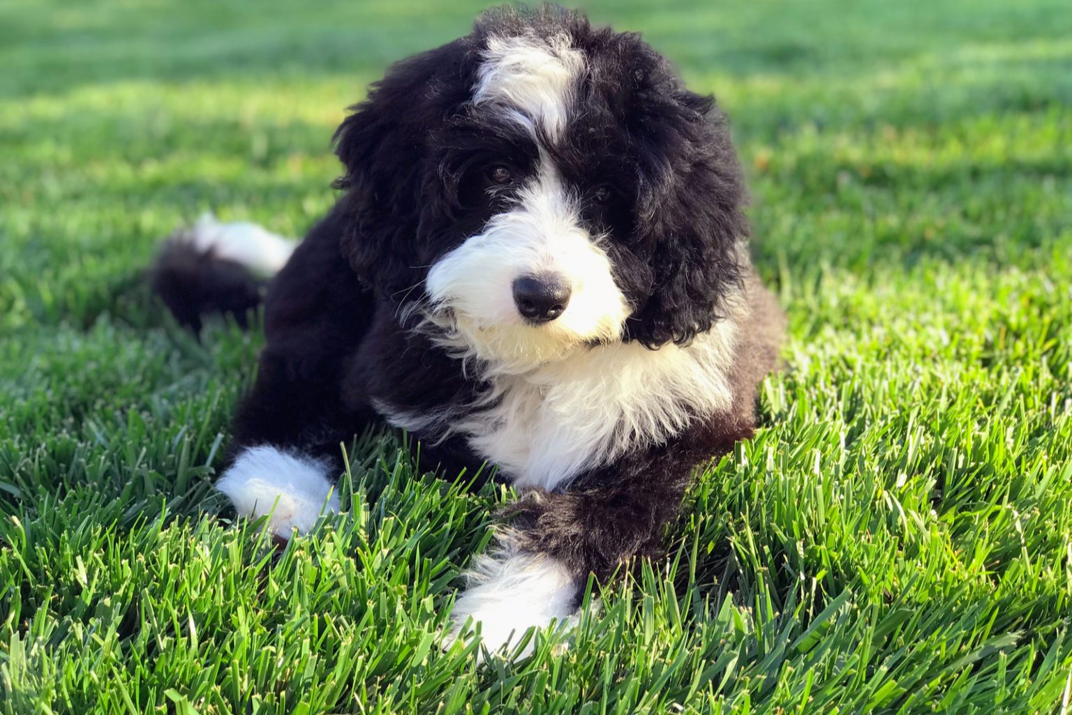15+ Bernedoodle Colors And Coat Patterns Explained