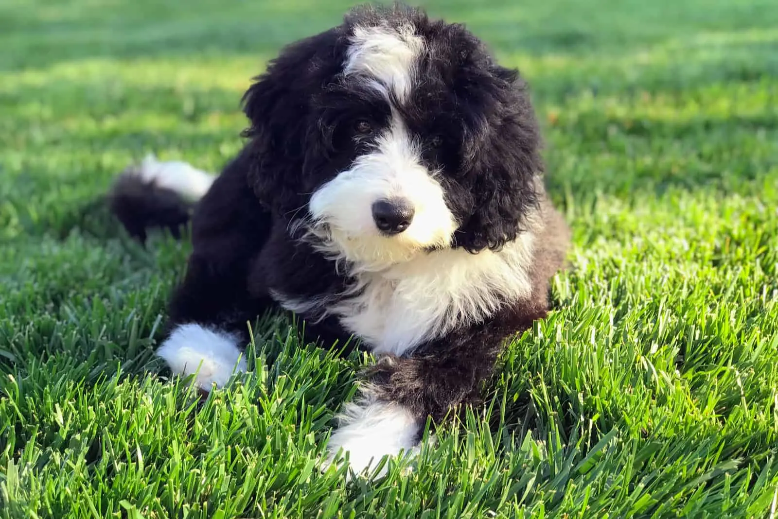 a black and white bernedoodle dog lies in the yard