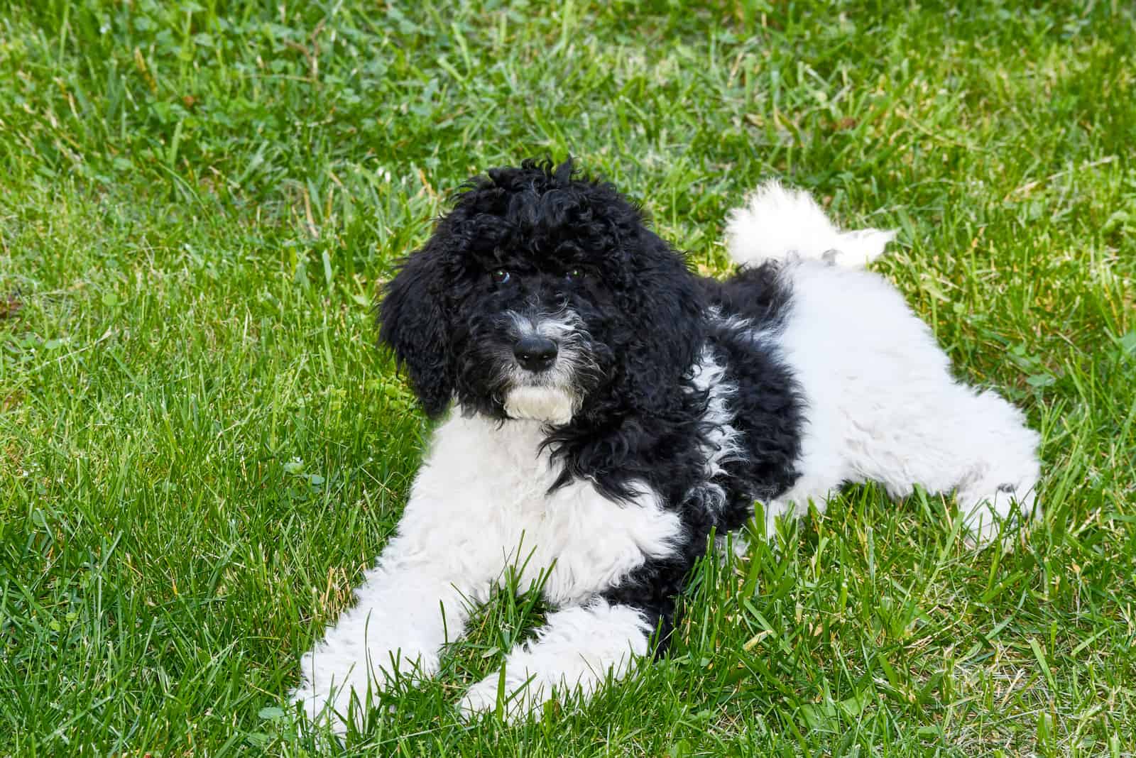 a black and white goldendoodle lies on the grass