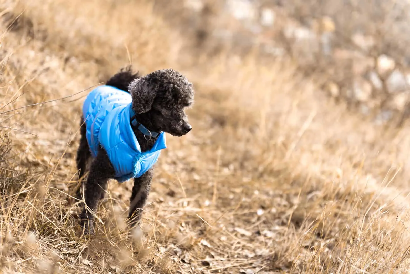 a black poodle with a blue jacket stands outside