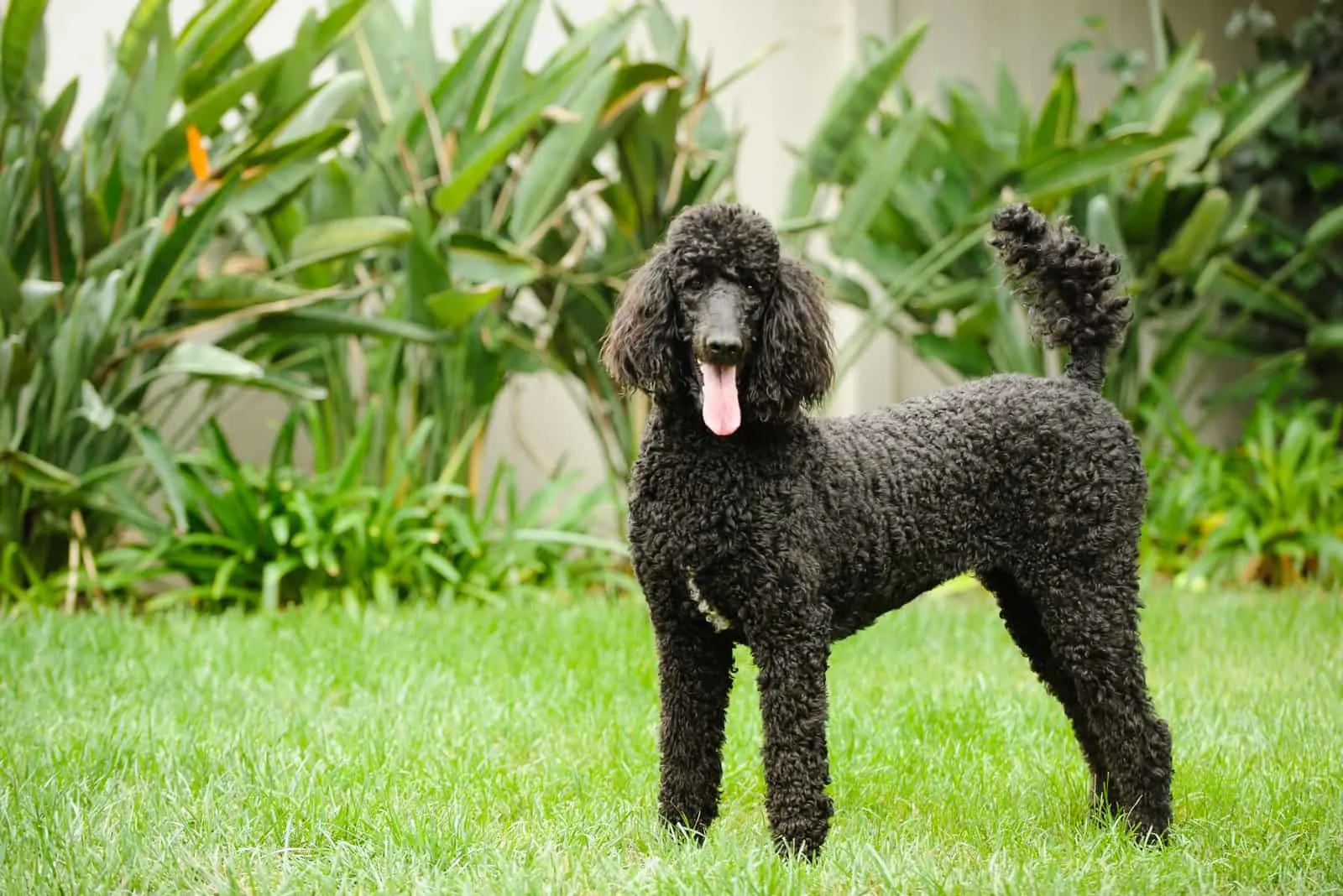 a black standard poodle stands in the yard