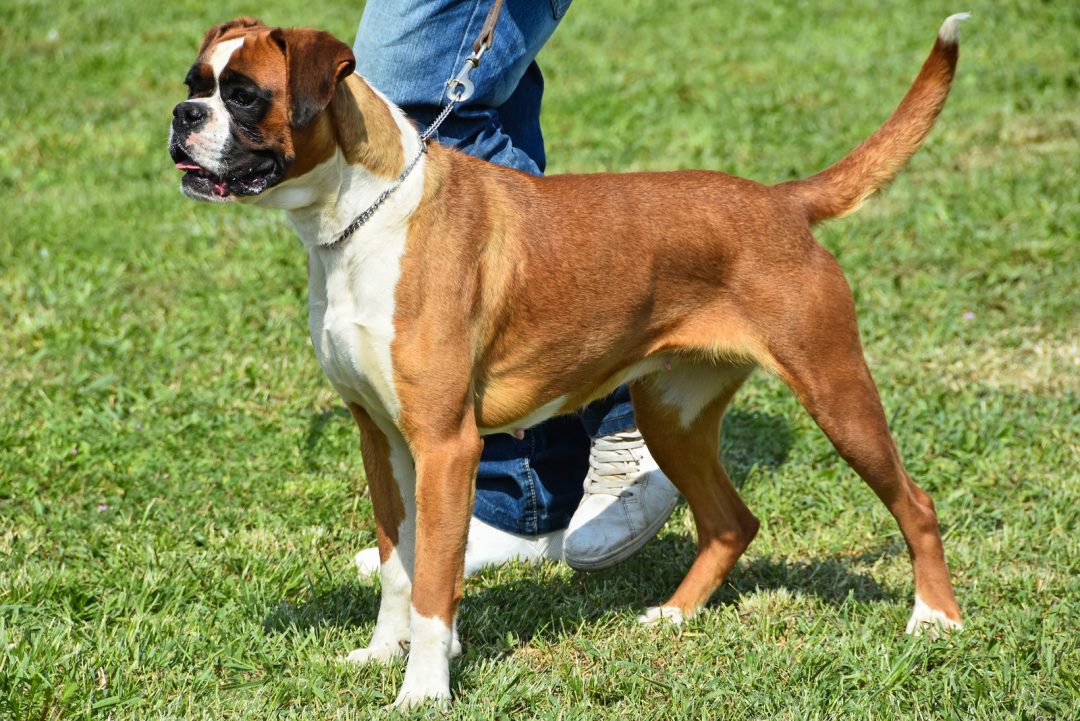 Male Vs Female Boxers Which One Is The Best Pet For You?