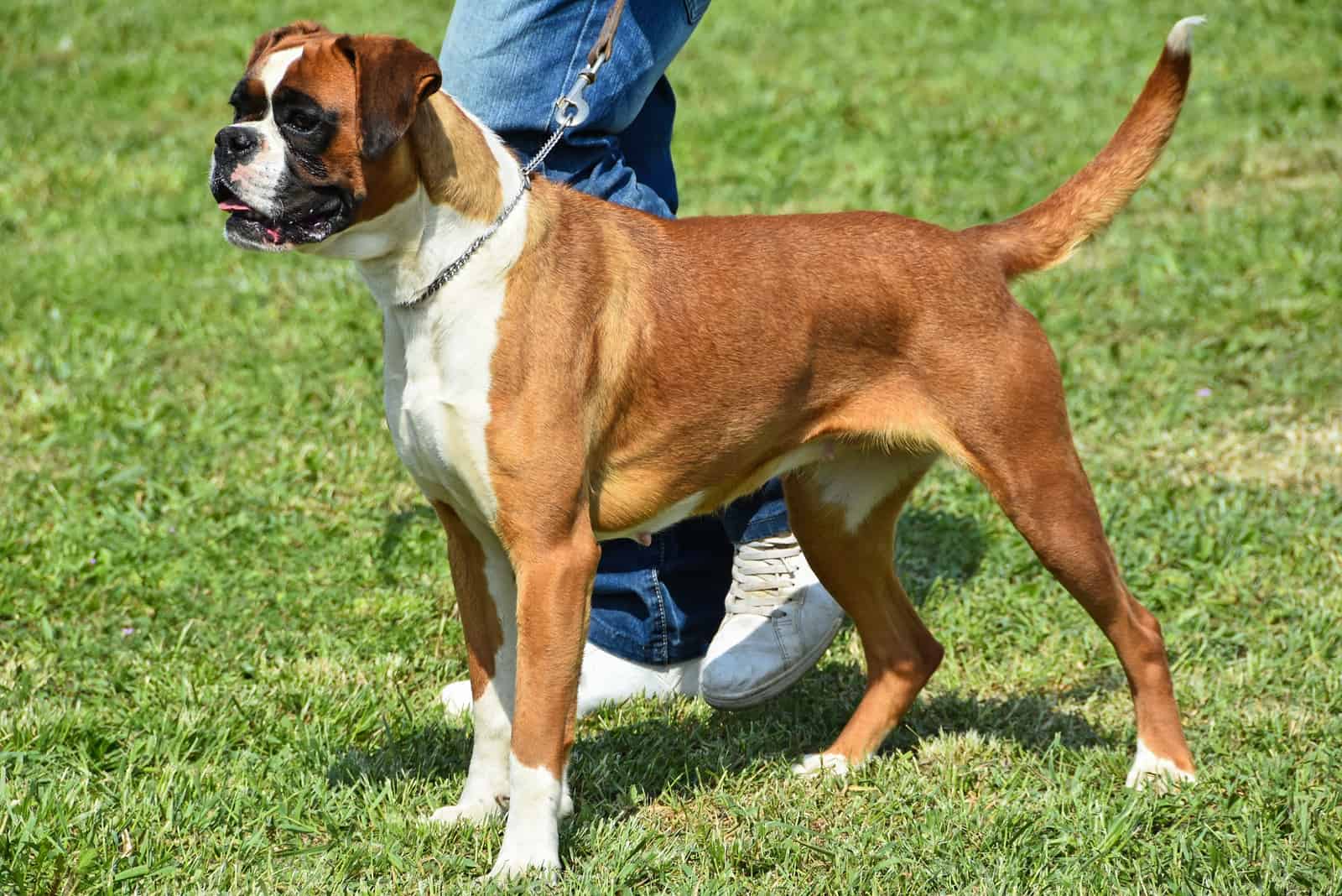 a boxer dog on a leash outdoors