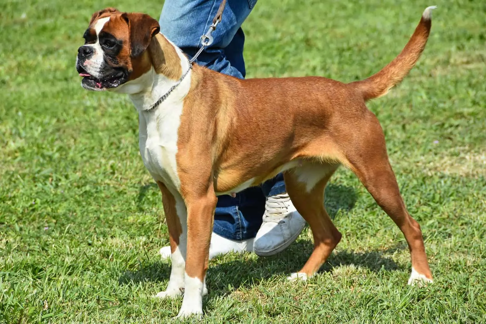 are boxers easy to train