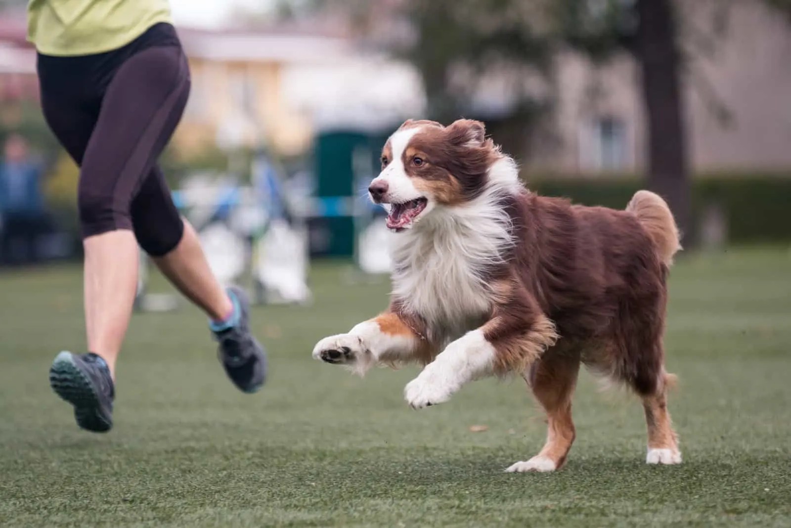 a brown Australian Shepherd trains with the owner