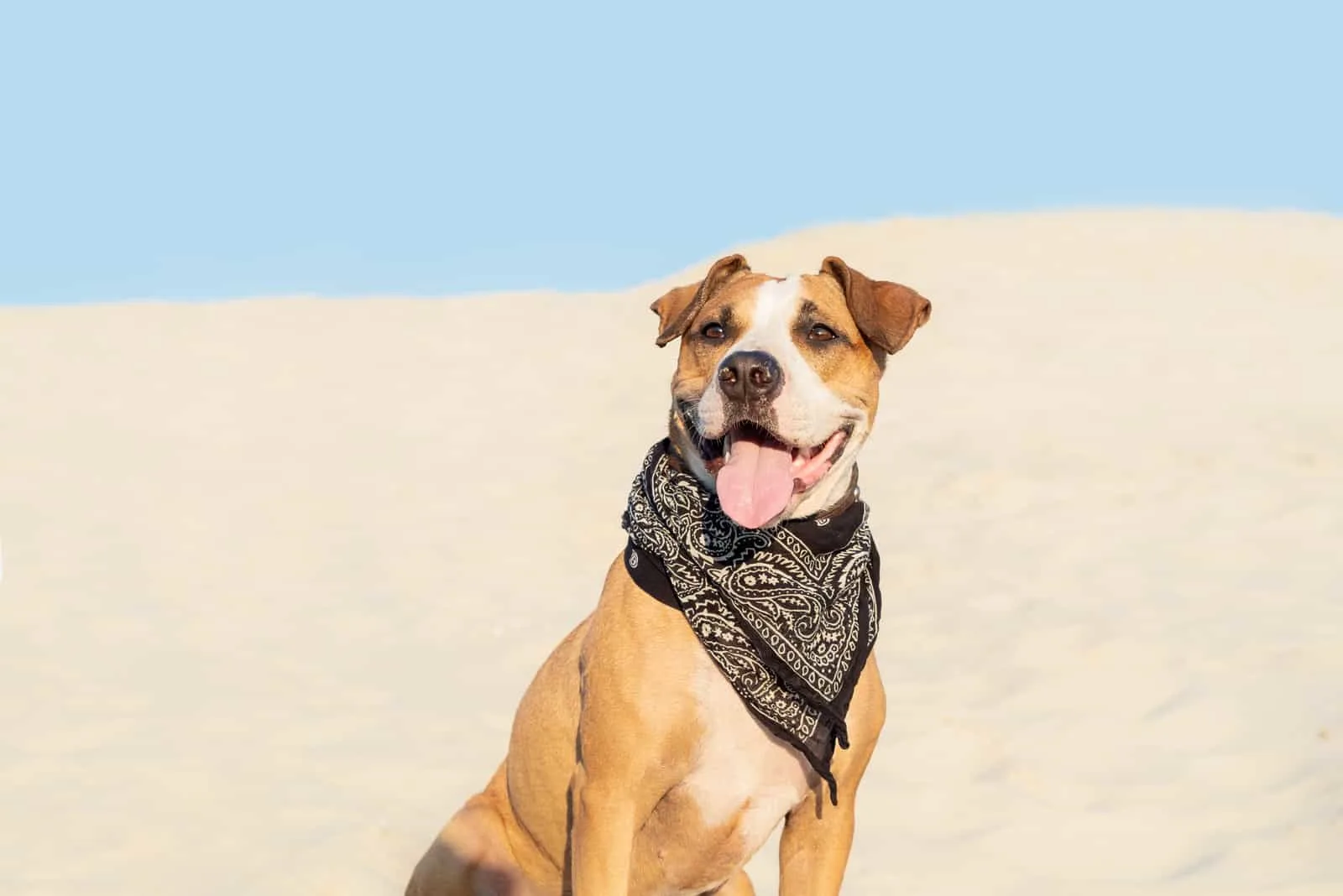 a brown crossbreed dog sits in the desert with a black scarf around his neck