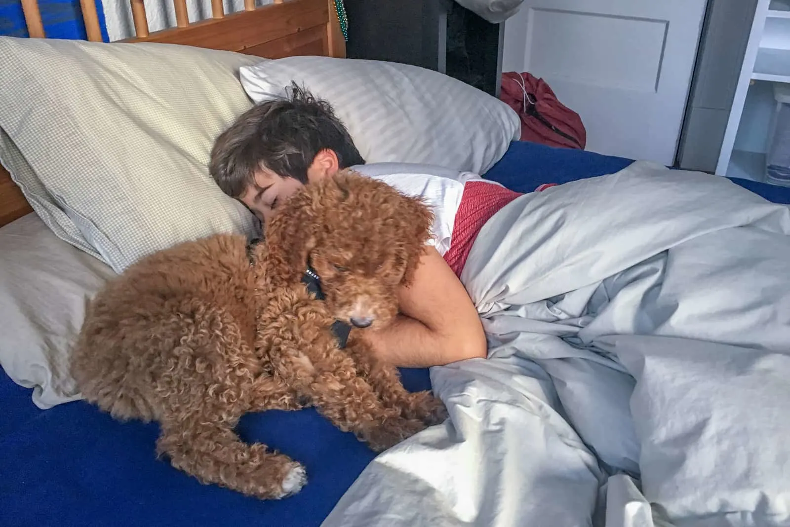 a brown dog and a boy are sleeping on the bed