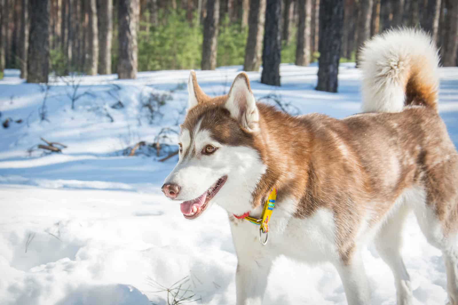 a brown husky with brown eyes goes through the snow